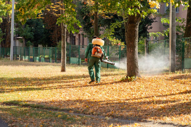 Insect Control in Mountain City, TN