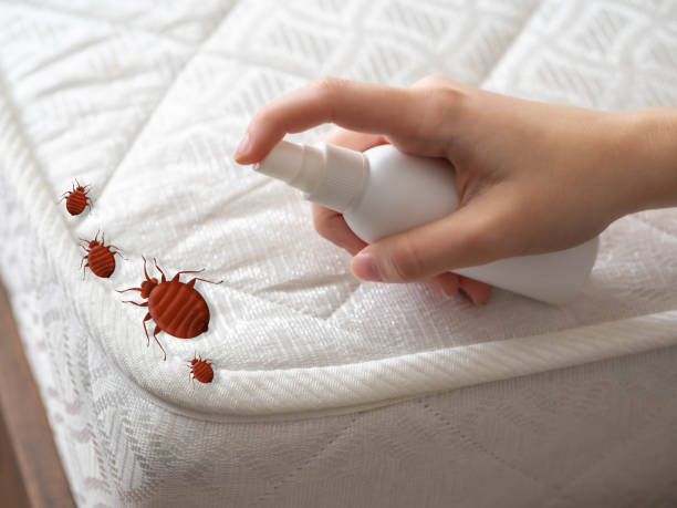 Professional Pest Control in Mountain City, TN