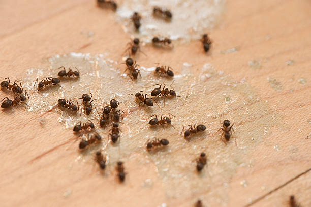Best Pest Prevention Services  in Mountain City, TN