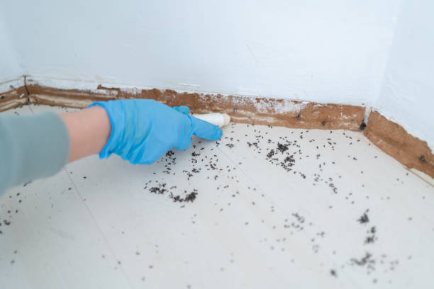 Best Affordable Pest Control Services  in Mountain City, TN